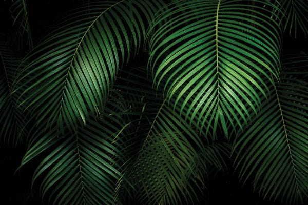 Tropical Leaves: Palm Leaves by Dennis Frates