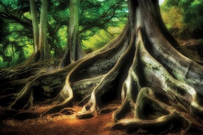 Jurassic Tree by Dennis Frates canvas print