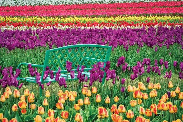 Tulip Bench II