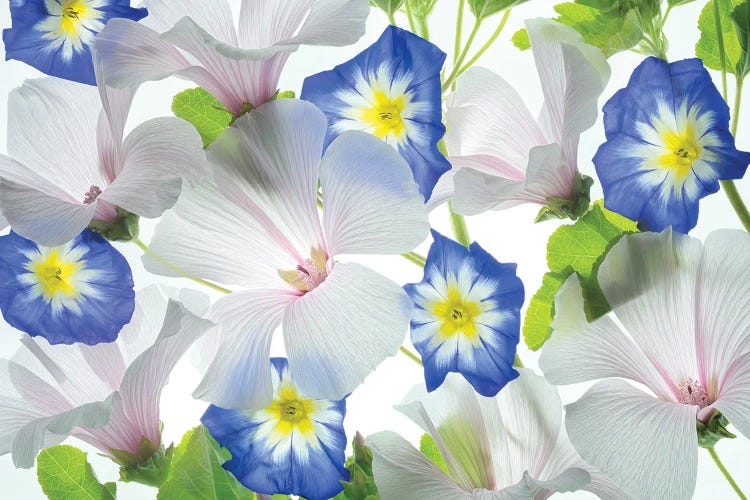 Flower Arrangment by Dennis Frates wall art