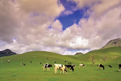 Dairy Pasture I by Dennis Frates canvas print