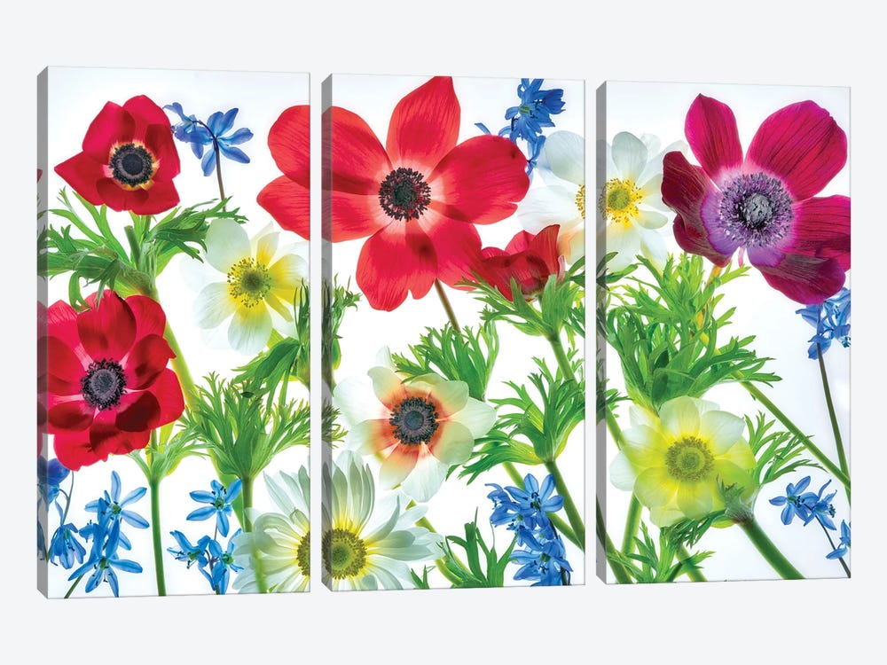Flower Arrangement III by Dennis Frates 3-piece Canvas Wall Art