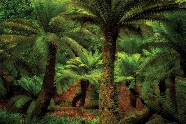 Trees
