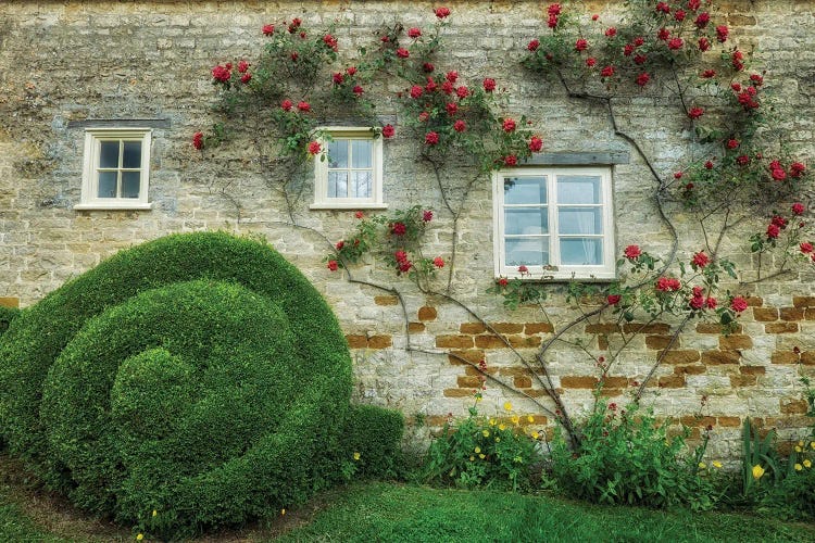 Rose Wall II by Dennis Frates wall art