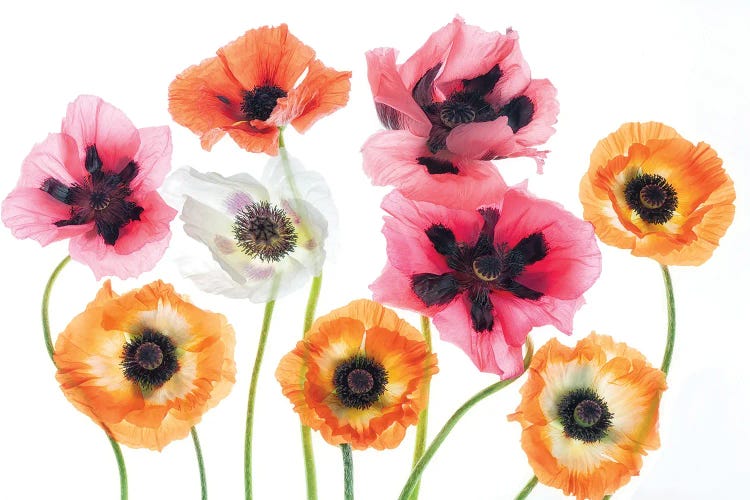 Poppies II by Dennis Frates wall art