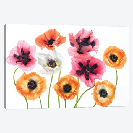 Poppies II Canvas Print #DEN889} by Dennis Frates Canvas Art