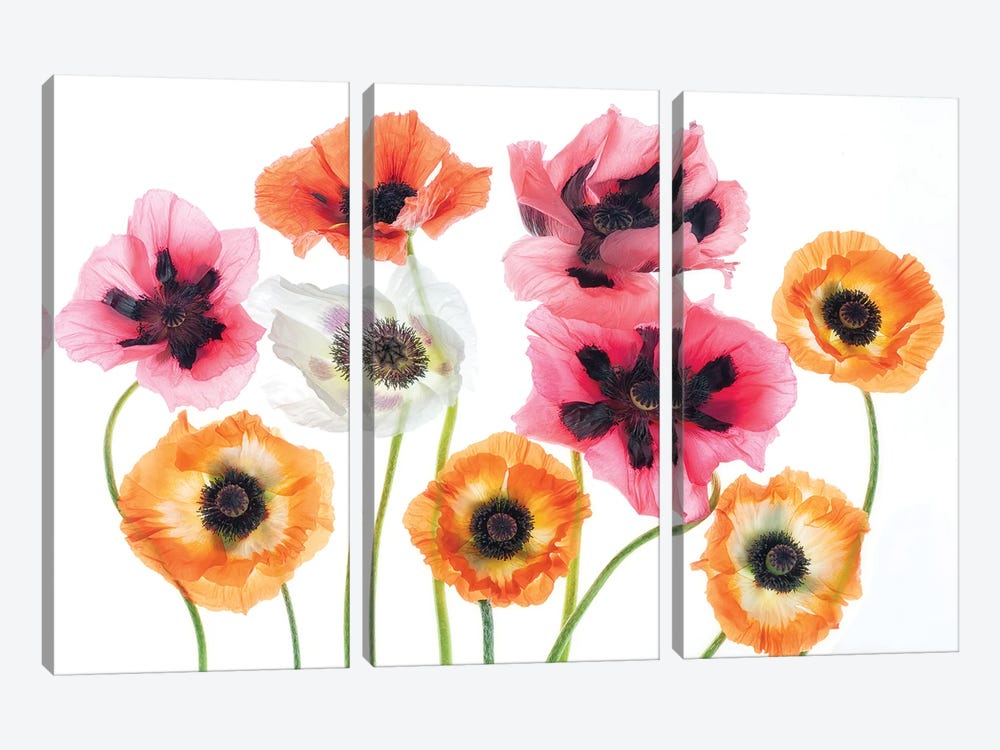 Poppies II by Dennis Frates 3-piece Canvas Art
