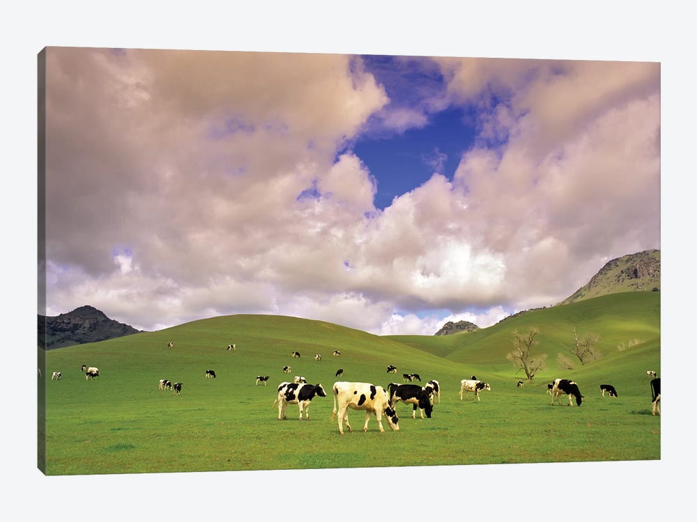 Dairy Pasture I by Dennis Frates 1-piece Canvas Art