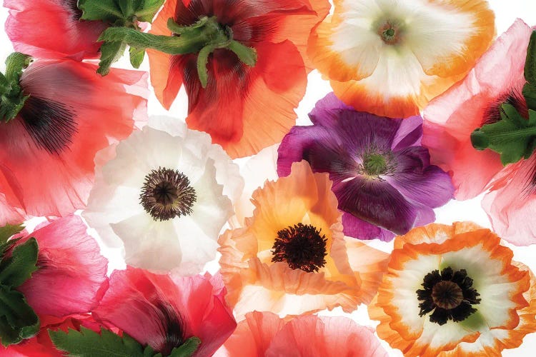 Poppy Flowers XI by Dennis Frates wall art