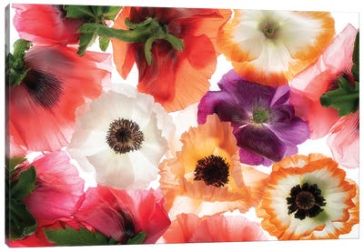 Poppy Flowers XI Canvas Art Print - Poppy Art