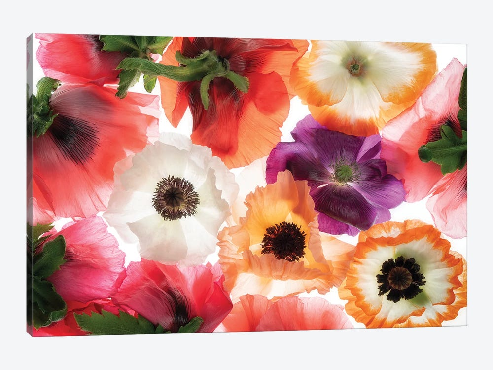 Poppy Flowers XI by Dennis Frates 1-piece Canvas Art Print