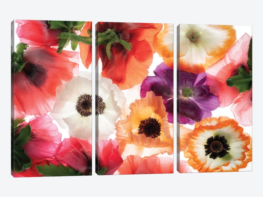 Poppy Flowers XI by Dennis Frates 3-piece Canvas Print