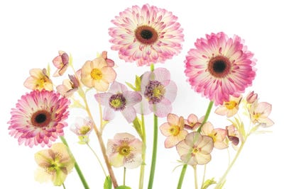 Flower Arrangment XI by Dennis Frates canvas print