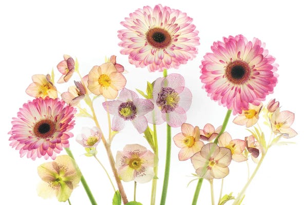 Flower Arrangment XI