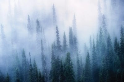 Tree Fog by Dennis Frates canvas print