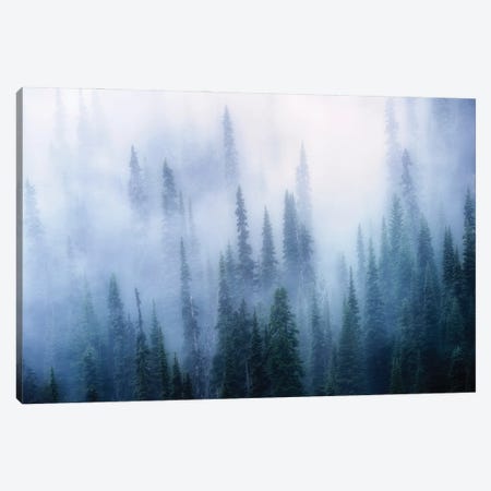Tree Fog Canvas Print #DEN899} by Dennis Frates Art Print