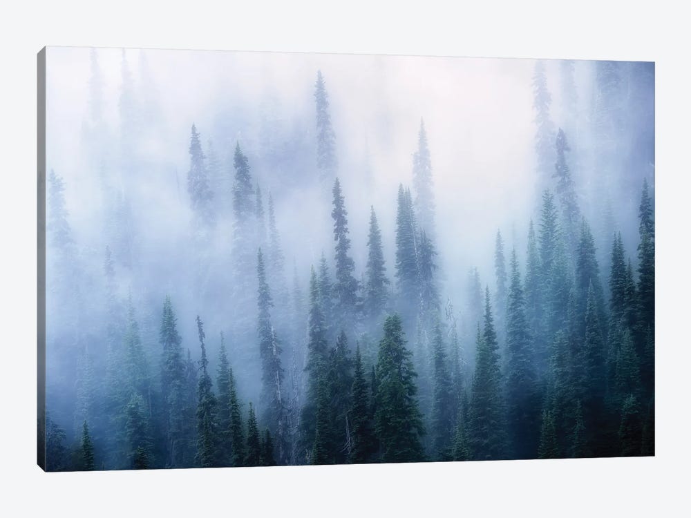 Tree Fog by Dennis Frates 1-piece Canvas Print