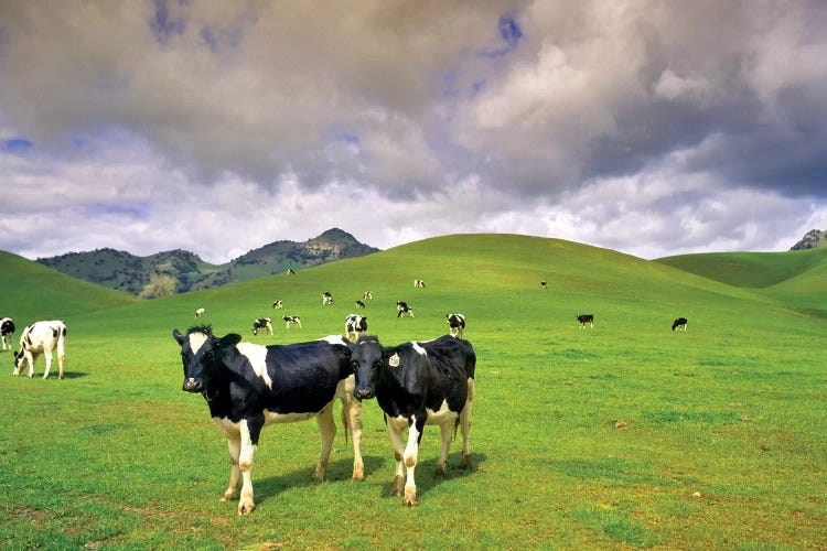 Dairy Pasture II by Dennis Frates wall art