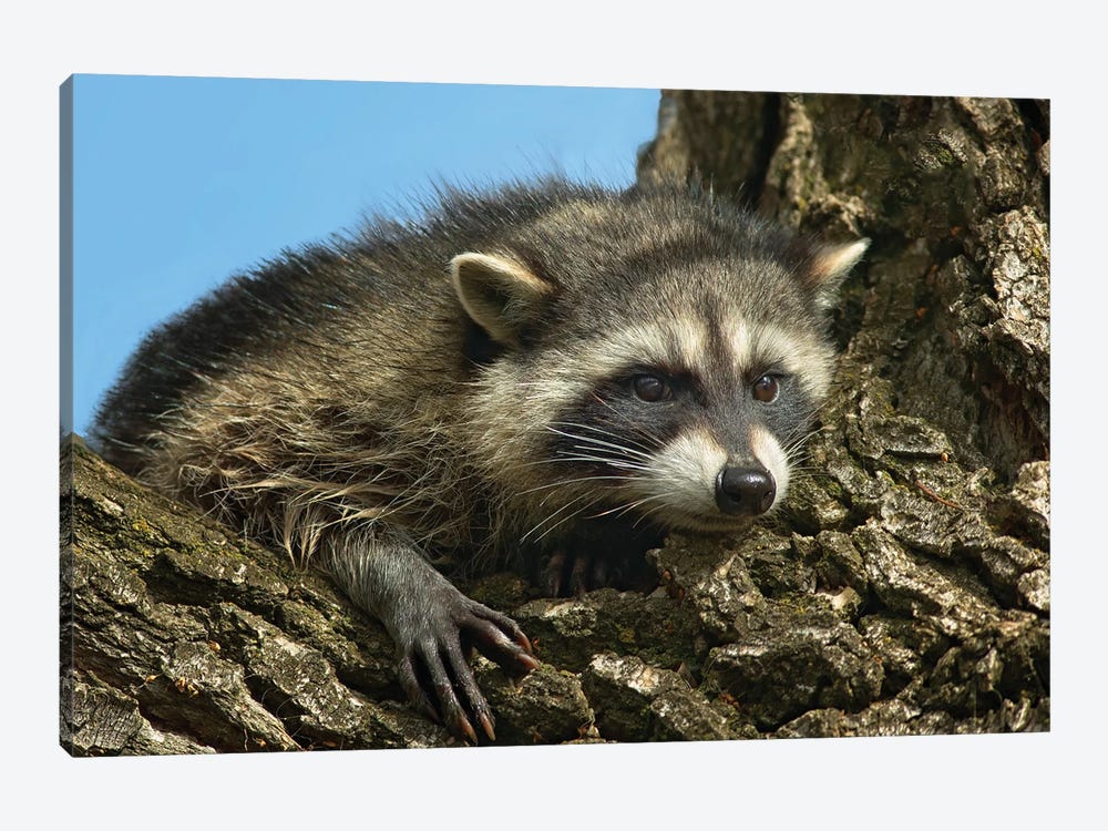 Raccoon by Dennis Frates 1-piece Canvas Wall Art