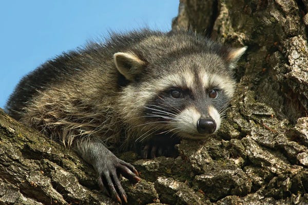 Raccoons: Raccoon by Dennis Frates