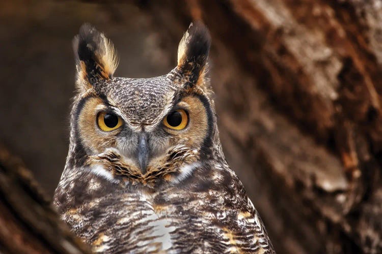 Owl by Dennis Frates wall art