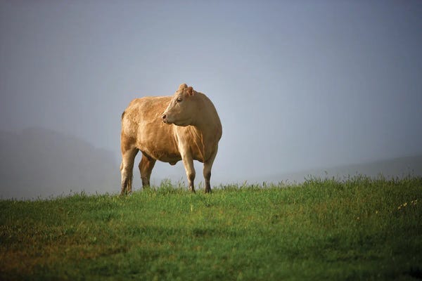 Irish Cow