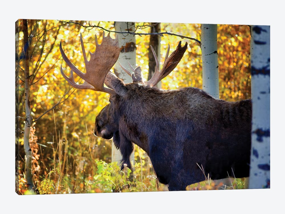 Autumn Moose by Dennis Frates 1-piece Canvas Print