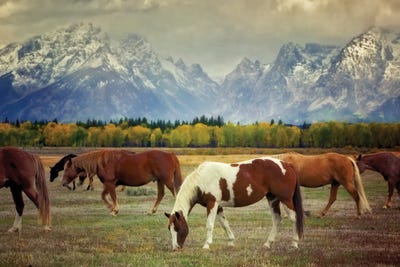 Teton Horses by Dennis Frates canvas print