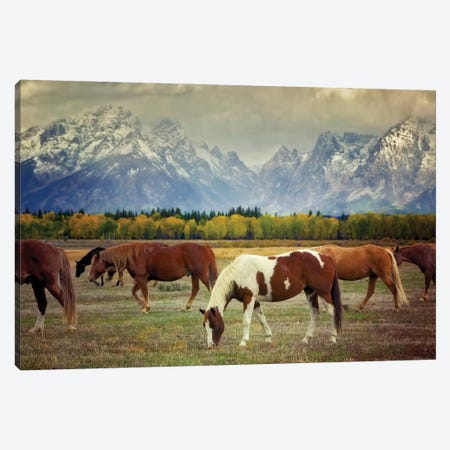 Teton Horses Canvas Print #DEN908} by Dennis Frates Canvas Art Print