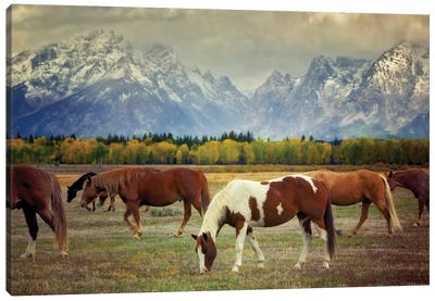 Teton Horses Canvas Art Print - Teton Range Art
