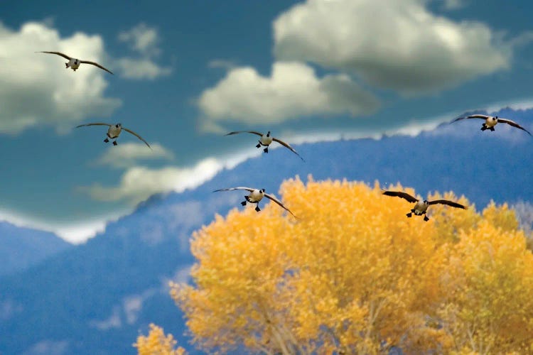 Geese Landing by Dennis Frates wall art