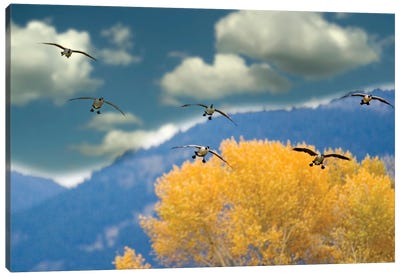 Geese Landing Canvas Art Print - Goose Art