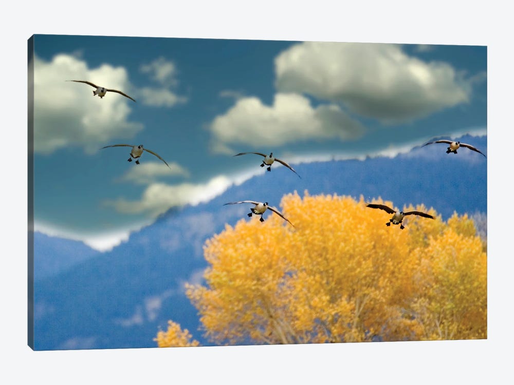 Geese Landing by Dennis Frates 1-piece Canvas Art Print