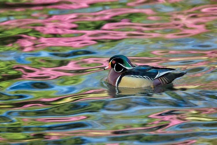 Wood Duck Reflection