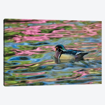 Wood Duck Reflection Canvas Print #DEN910} by Dennis Frates Canvas Wall Art