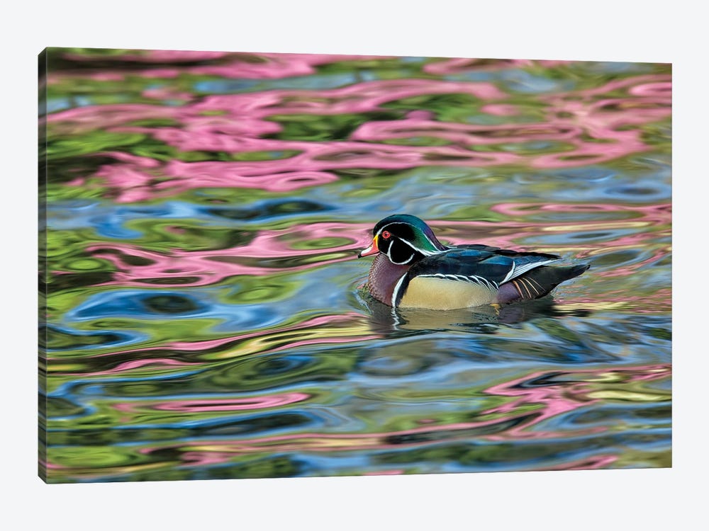 Wood Duck Reflection by Dennis Frates 1-piece Art Print