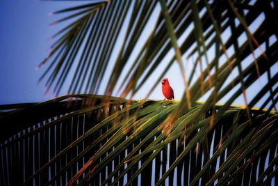 Tropical Bird by Dennis Frates canvas print