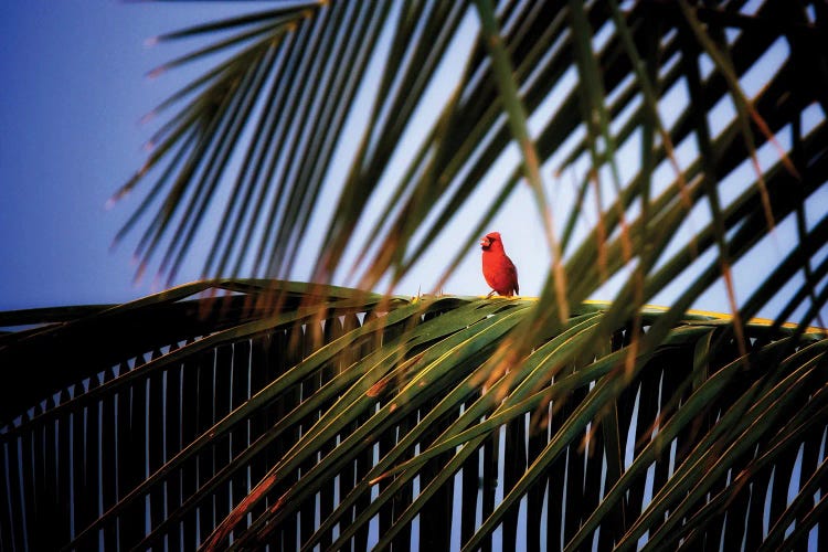 Tropical Bird