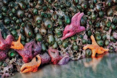 Sea Stars by Dennis Frates canvas print