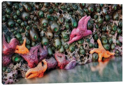Sea Stars Canvas Art Print - Starfish Art