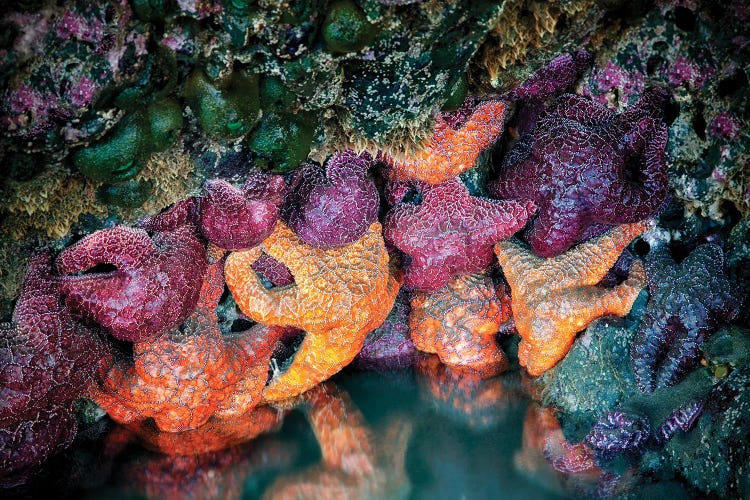 Sea Stars II