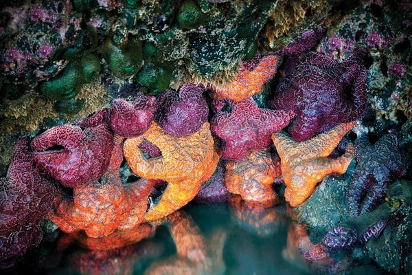 Starfish: Sea Stars II by Dennis Frates