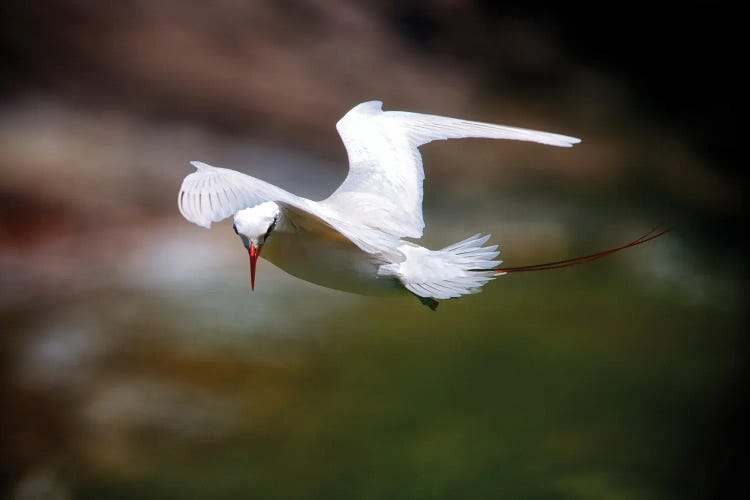 In Flight