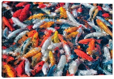 Koi Frenzy Canvas Art Print - Koi Fish Art