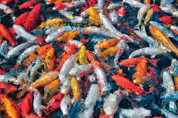 Koi: Koi Frenzy by Dennis Frates