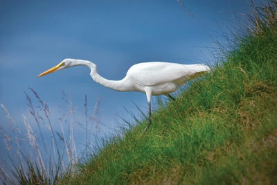 On The Hunt by Dennis Frates canvas print