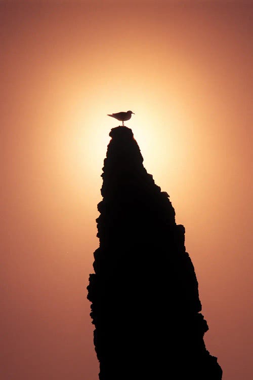 Seagull Sunset