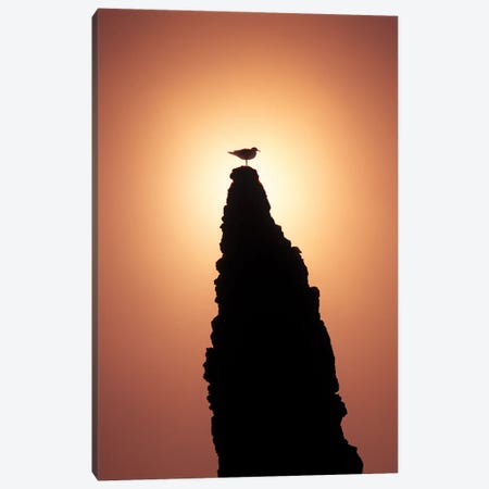 Seagull Sunset Canvas Print #DEN917} by Dennis Frates Canvas Print
