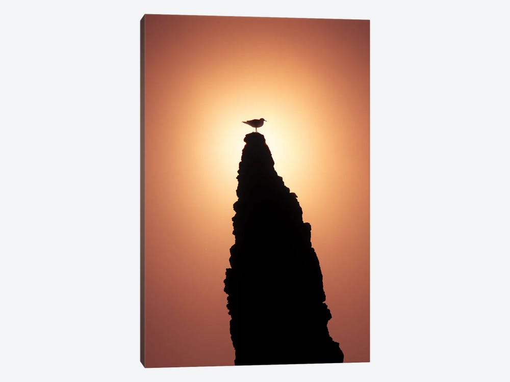 Seagull Sunset by Dennis Frates 1-piece Canvas Wall Art