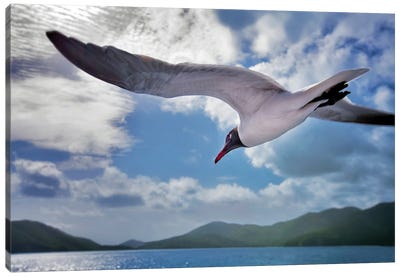 Seagull Canvas Art Print - Gull & Seagull Art